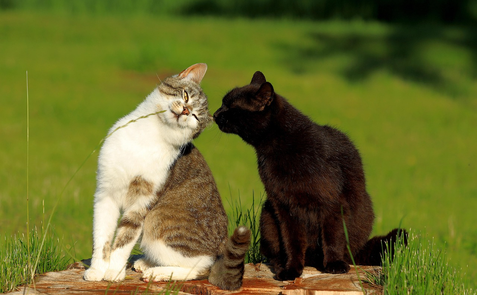 Beschäftigungsspielzeug für Katzen - Pawsometime
