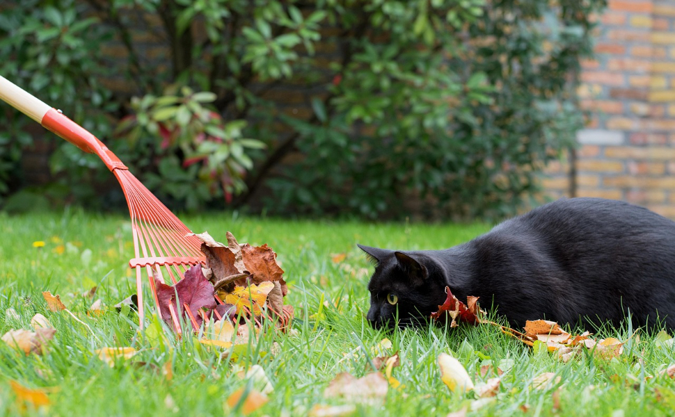 Schwarze Katze - Pawsometime