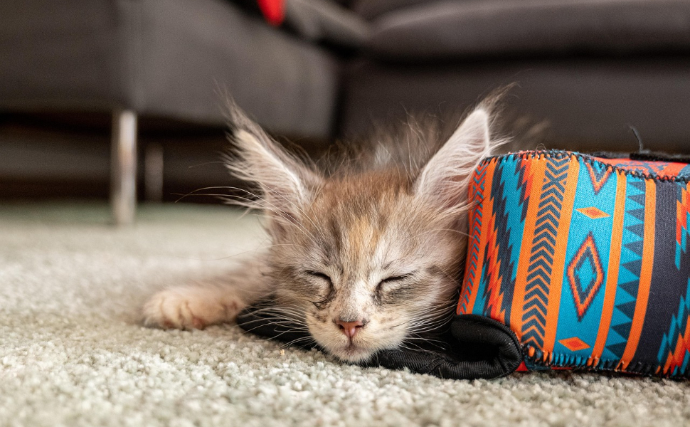 Maine Coon Katze schläft - Pawsometime