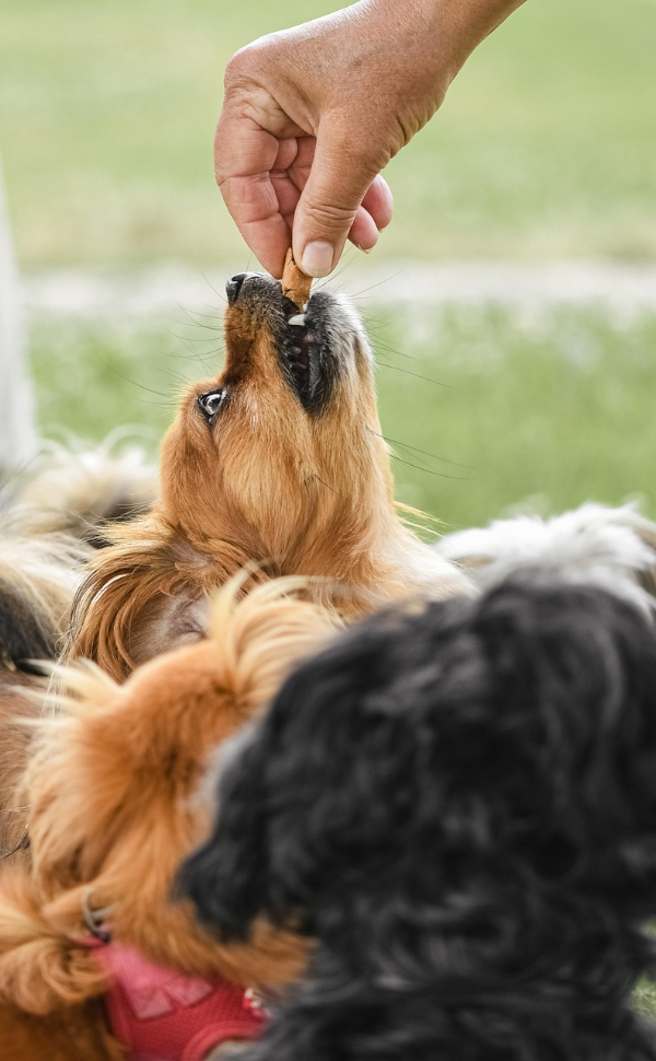 Kauspielzeug für Hunde - Pawsometime