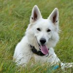 Welches Gemüse ist gut für Hunde?