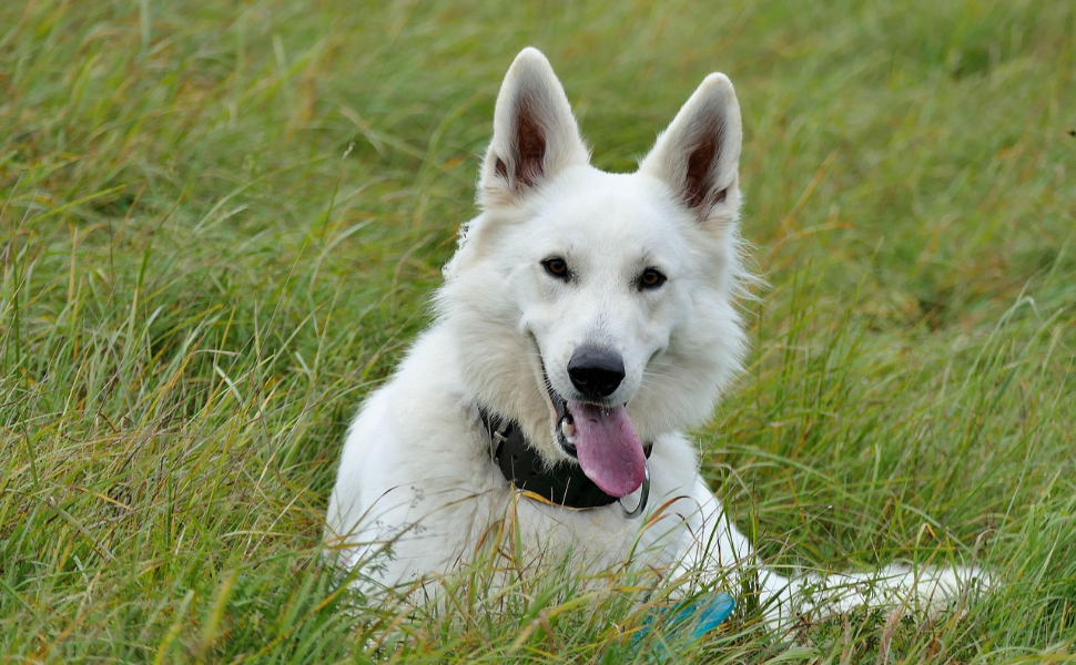 Welches Gemüse ist gut für Hunde - Pawsometime