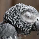 Wo schlafen Vögel in der Nacht?