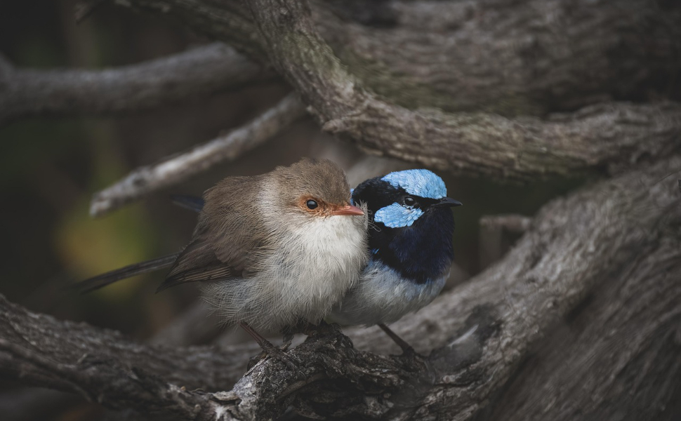 Vögel drängen sich zusammen - Pawsometime
