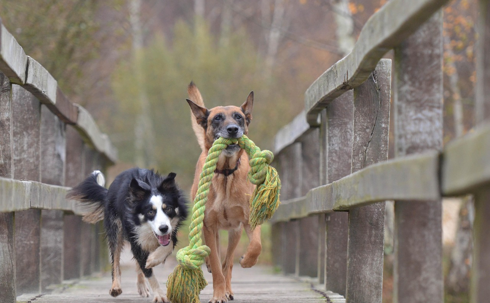 Kauspielzeug für Hunde - Pawsometime