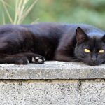 Wie hoch können Katzen springen? Die Sprungfähigkeit von Katzen verstehen