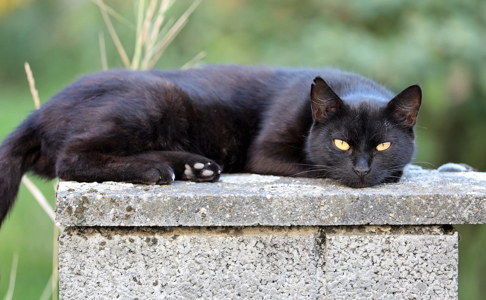 Wie hoch können Katzen springen - Pawsomtime
