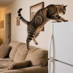 Wie weit können Katzen springen?