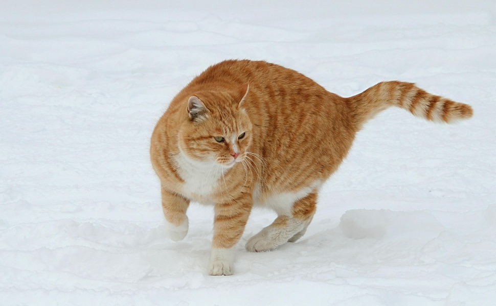 Katzen Kratz Ecken - Pawsometime