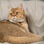 Wie alt werden britisch-kurzhaar Katzen?