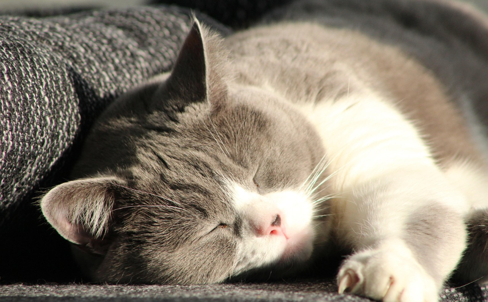 Kratzbaum Alte Katze - Pawsometime