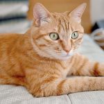 Wie lange leben Katzen?