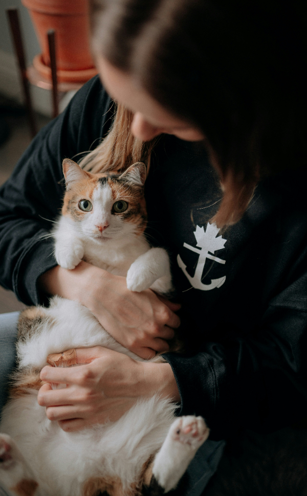 Umarme eine Katze - Pawsometime