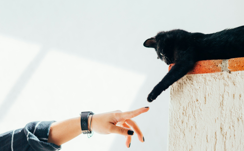 Schwarze Katze - Pawsometime