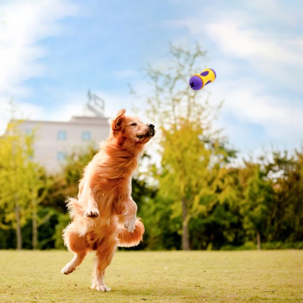 Spielzeug für den Hund, lila-gelb Kauspielzeug aus Gummi, Intelligenzspielzeug für Hunde, Essen verstecken Funktion – Bild 4