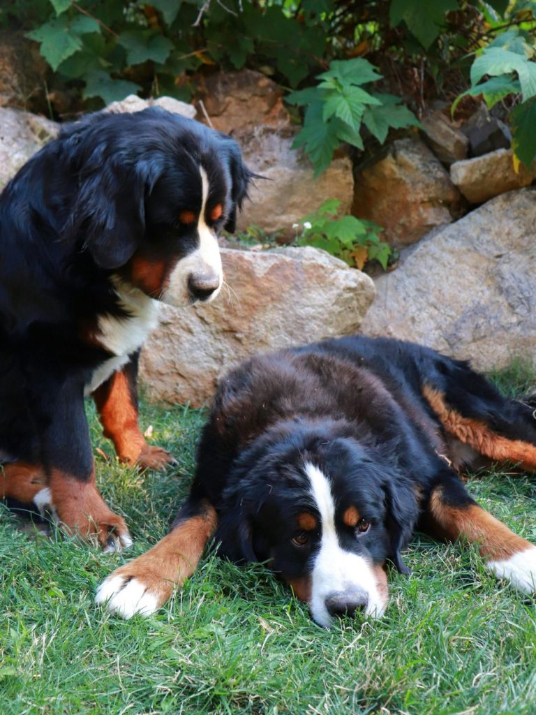 Berner Sennenhunde - Pawsometime