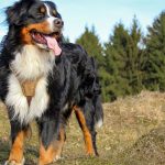 Berner Sennenhund