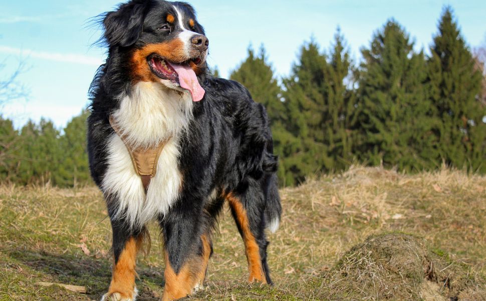 kluger Berner Sennenhund - Pawsometime