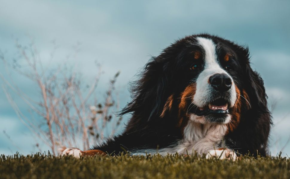 Berner Sennenhund - Pawsometime