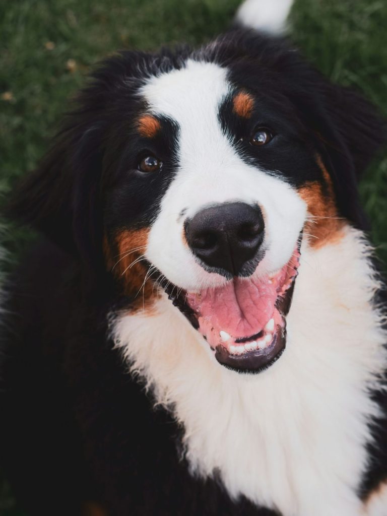 süßer Berner Sennenhund - Pawsometime