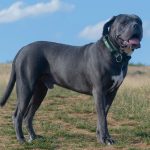 Cane Corso