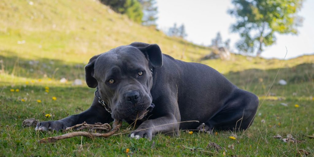 Hund - Pawsometime
