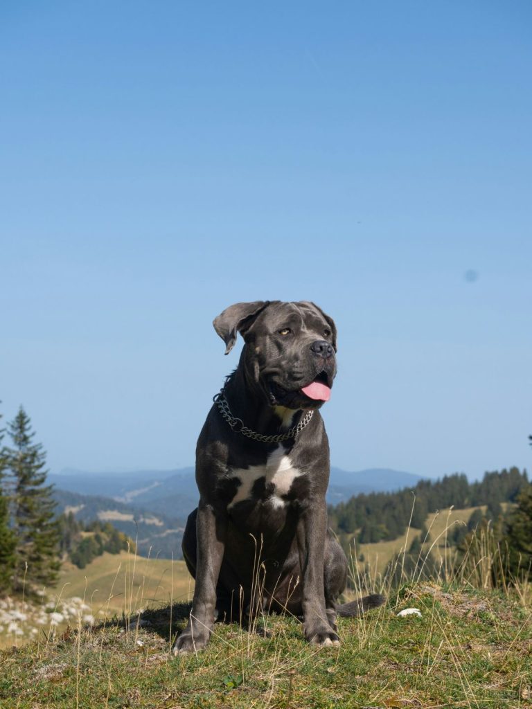 Cane Corso & Geschichte - Pawsometime
