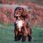 Cocker Spaniel