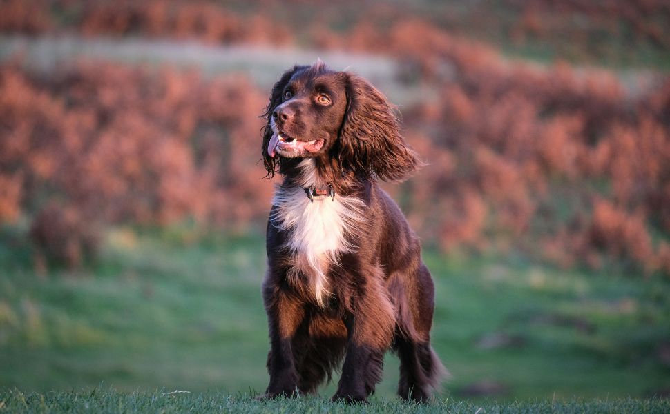 Spaniel - Pawsometime