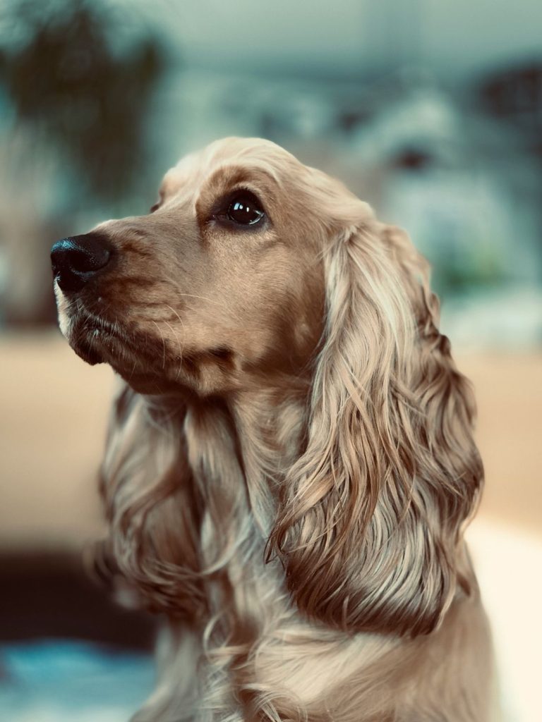 Cocker Spaniel - Pawsometime