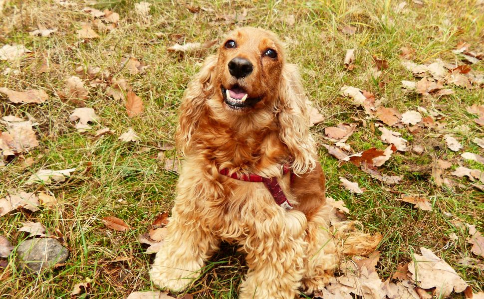 Der freundliche Cocker Spaniel - Pawsometime