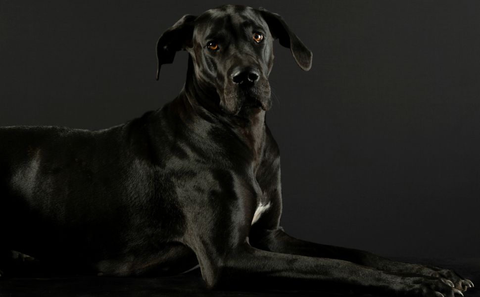 Hund - Pawsometime