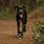 Deutsche Dogge