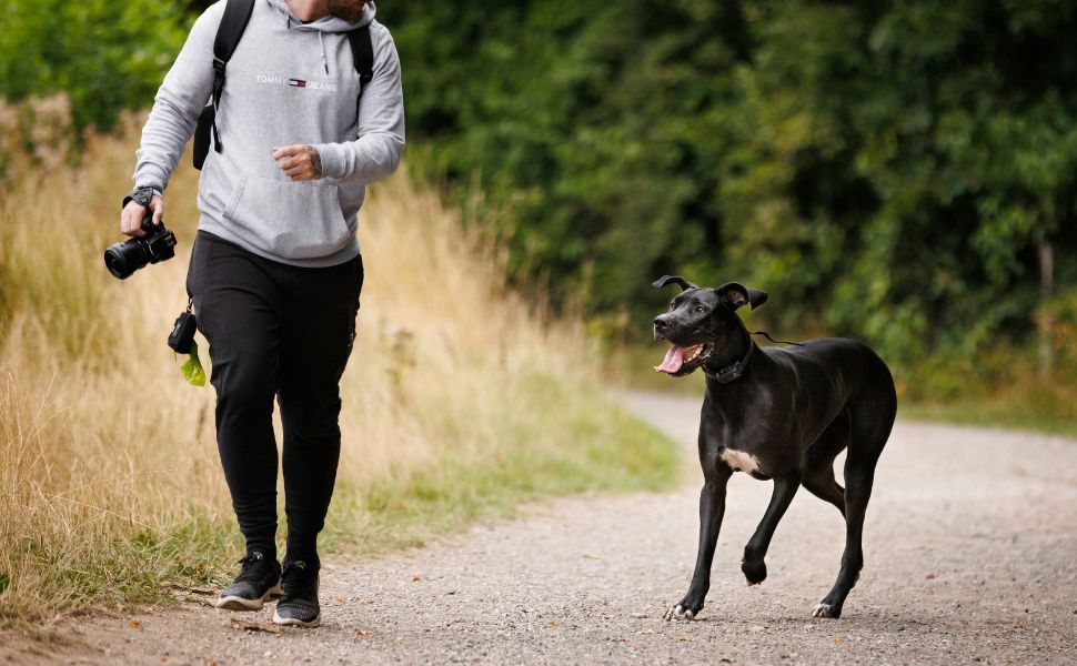 Gründe für die Wahl einer Deutschen Dogge - Pawsometime