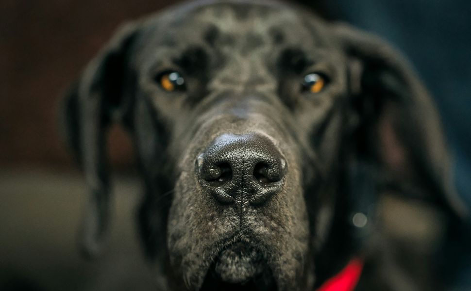 Der sanfte Deutsche Dogge - Pawsometime