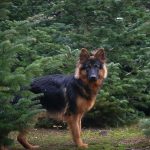Deutscher Schäferhund