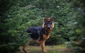 Wachsamer Deutscher Schäferhund - Pawsometime