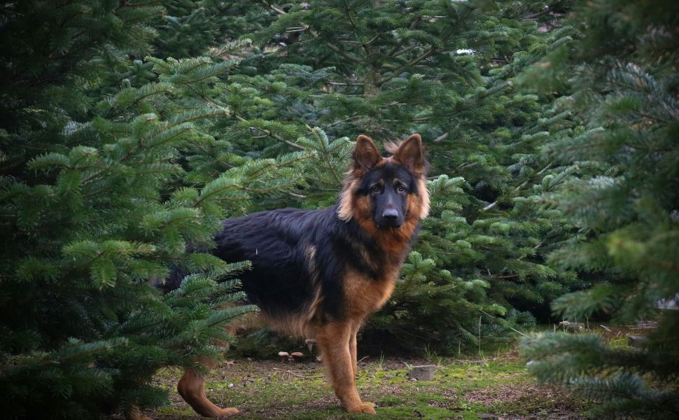 Wachsamer Deutscher Schäferhund - Pawsometime