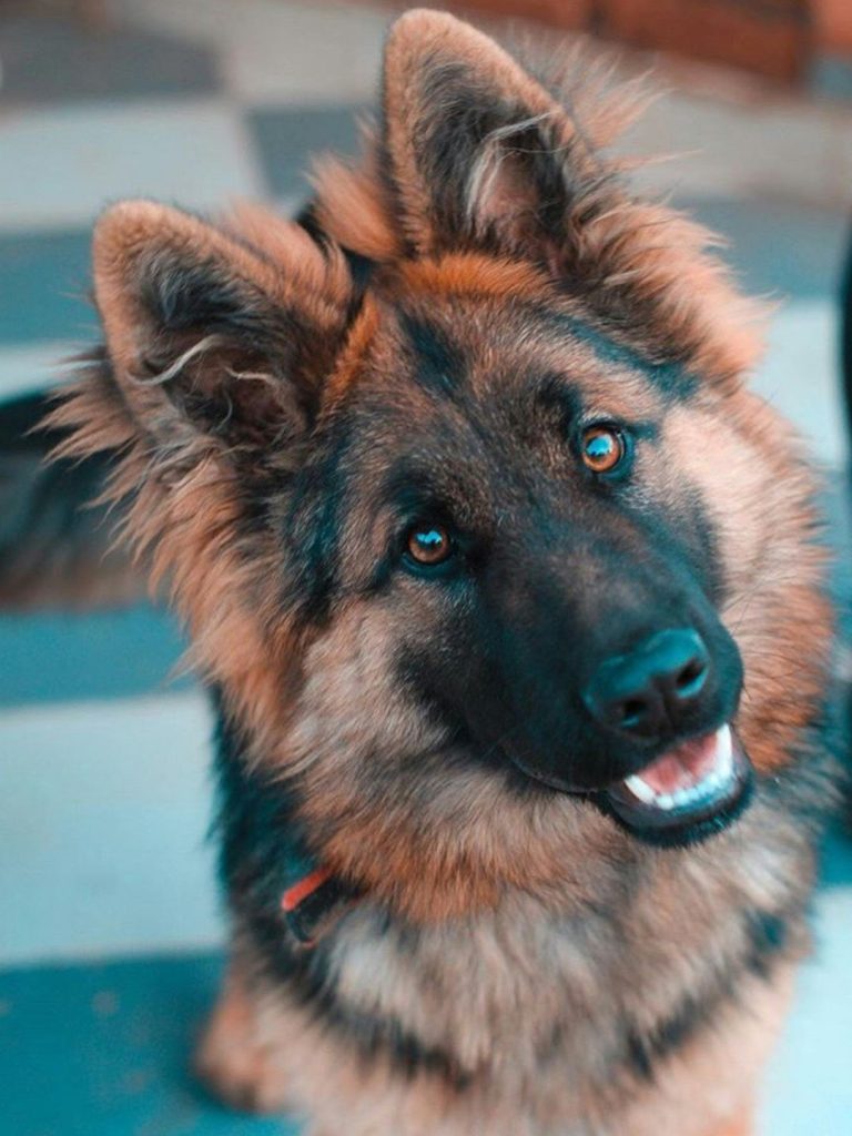 Deutscher Schäferhund - Pawsometime