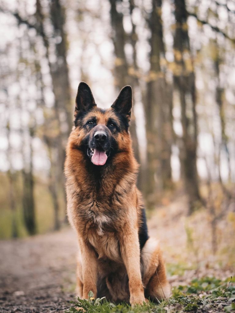 Fröhlicher Deutscher Schäferhund - Pawsometime