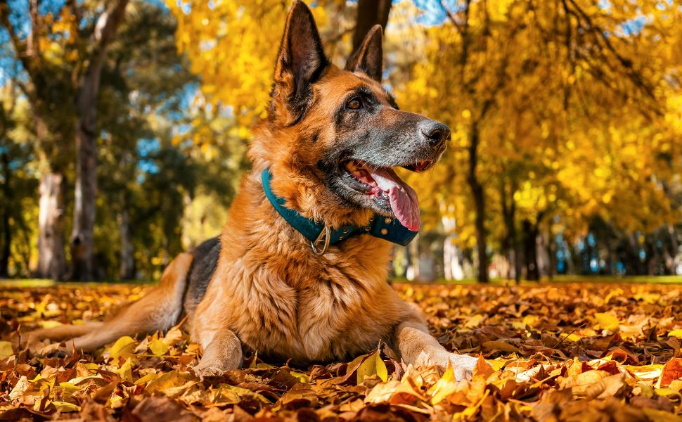 Der Deutsche Schäferhund im Freien - Pawsometime
