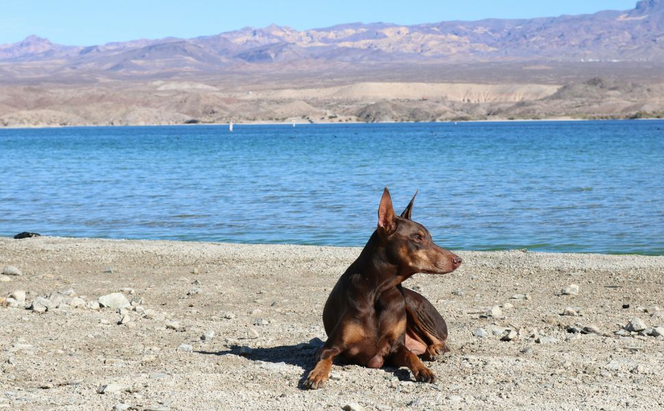 Dobermann - Pawsometime