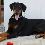 Dobermann