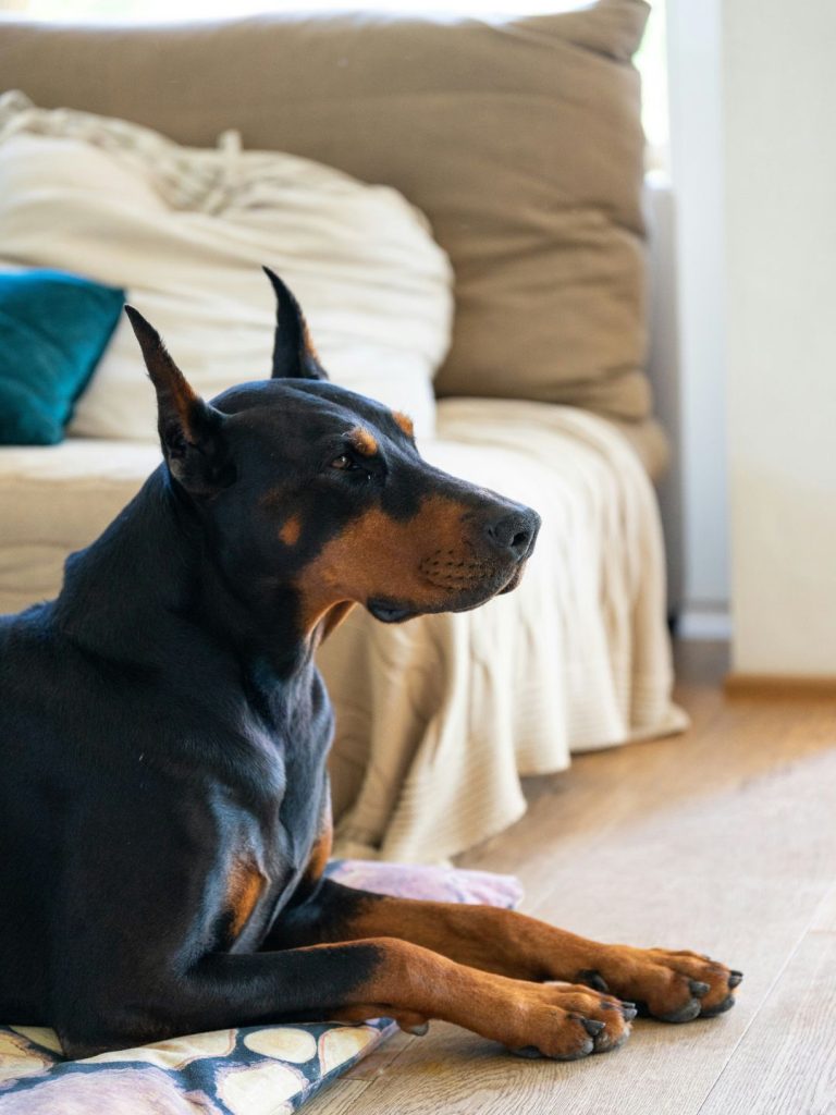 Einen Dobermann halten - Pawsometime