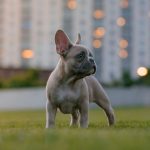 Französische Bulldogge