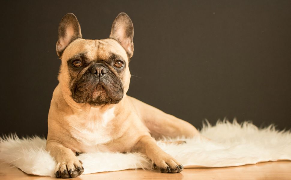 Der sehr beliebte Französische Bulldogge - Pawsometime