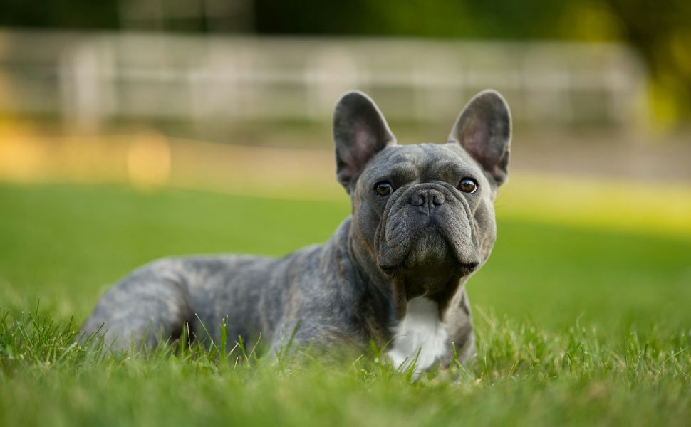bulldogge​ - Pawsometime