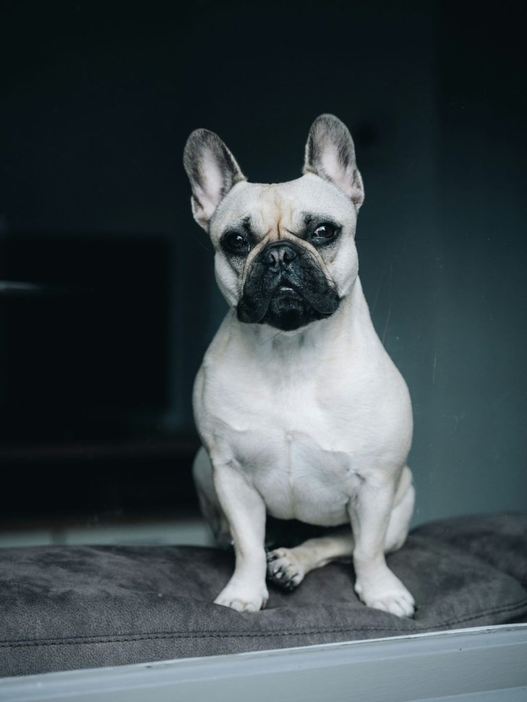 Französische Bulldogge - Pawsometime