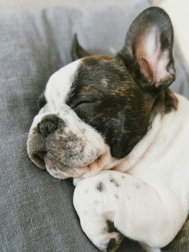 Die schlafende Französische Bulldogge - Pawsometime
