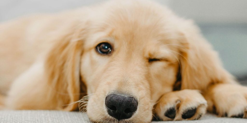 Glücklicher Golden Retriever - Pawsometime